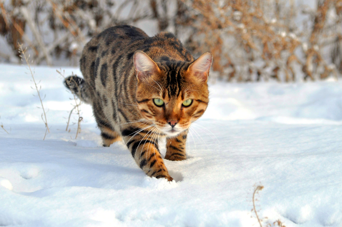 Миасскй хищник. Недобрые намерения