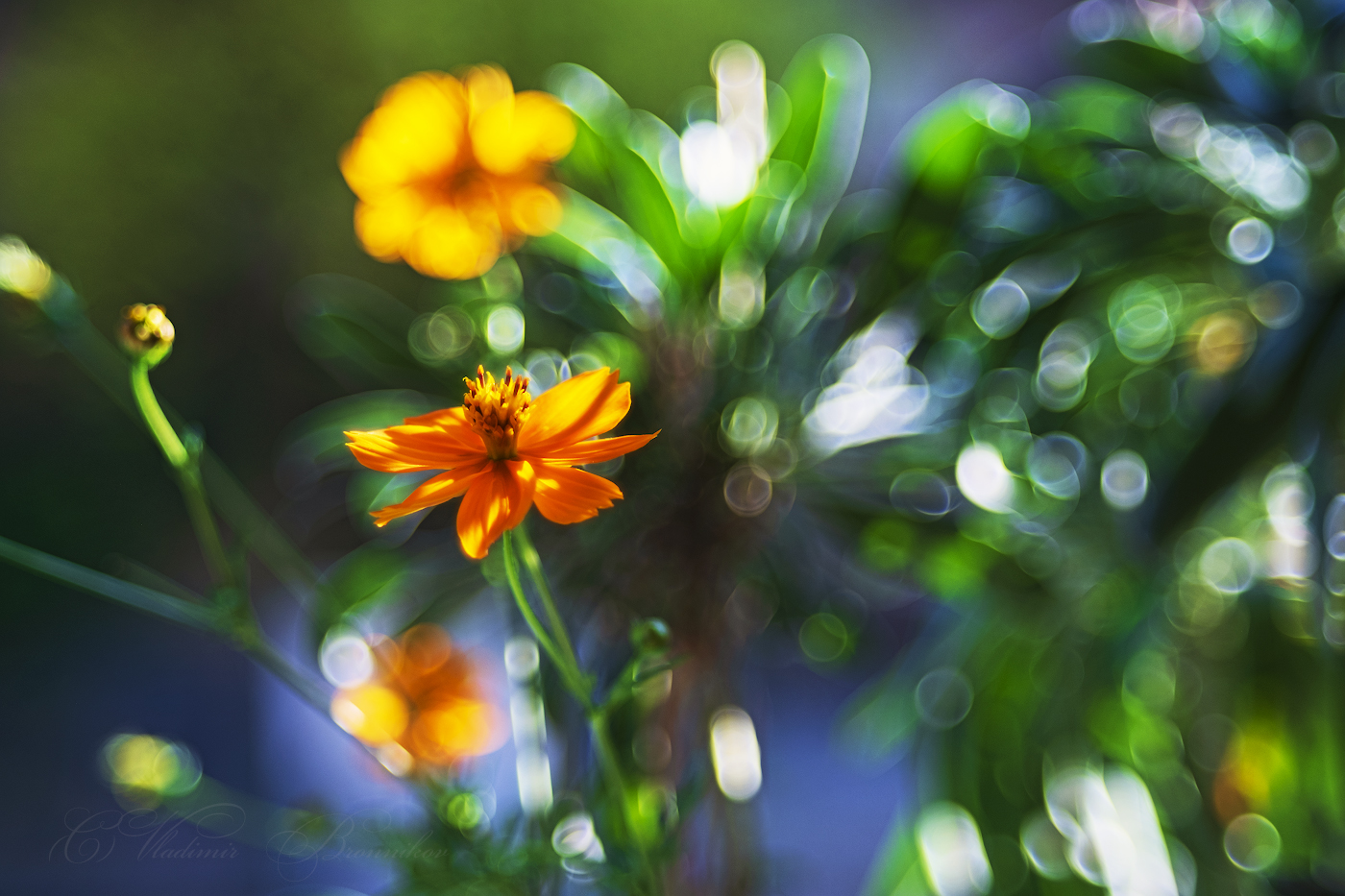 Солнечный цветок