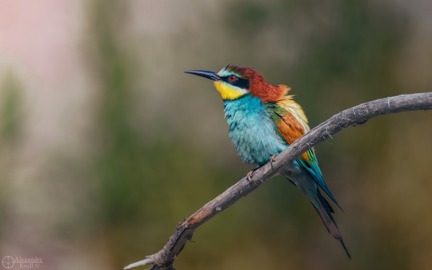 Легкая взъерошенность