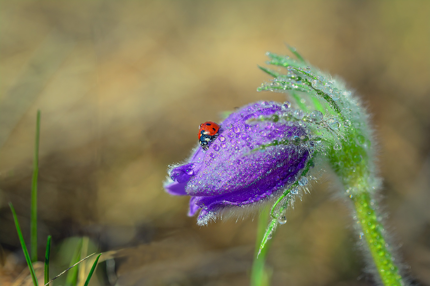 Пробуждение.