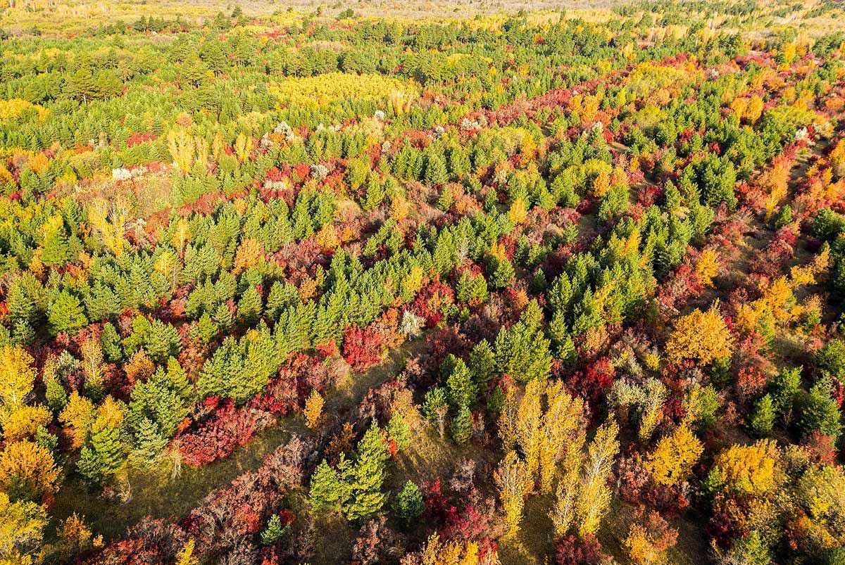 Три цвета осени