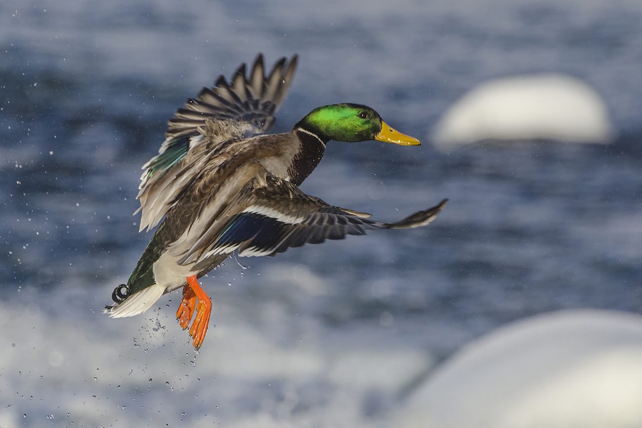 Красавец - мужчина