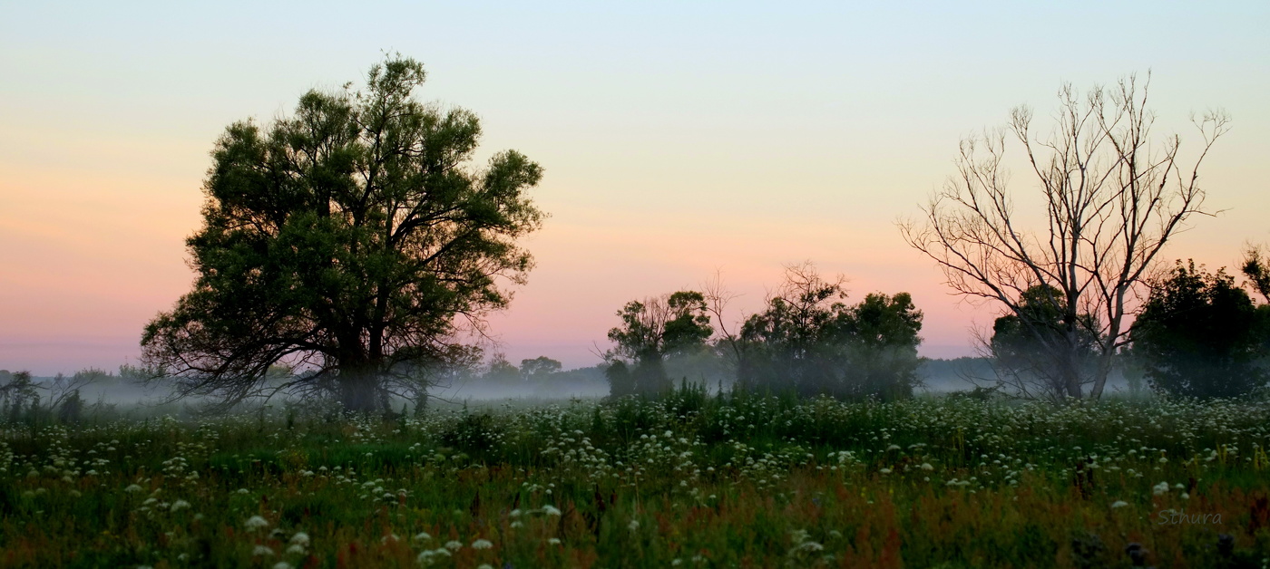 В лугах Мещеры.