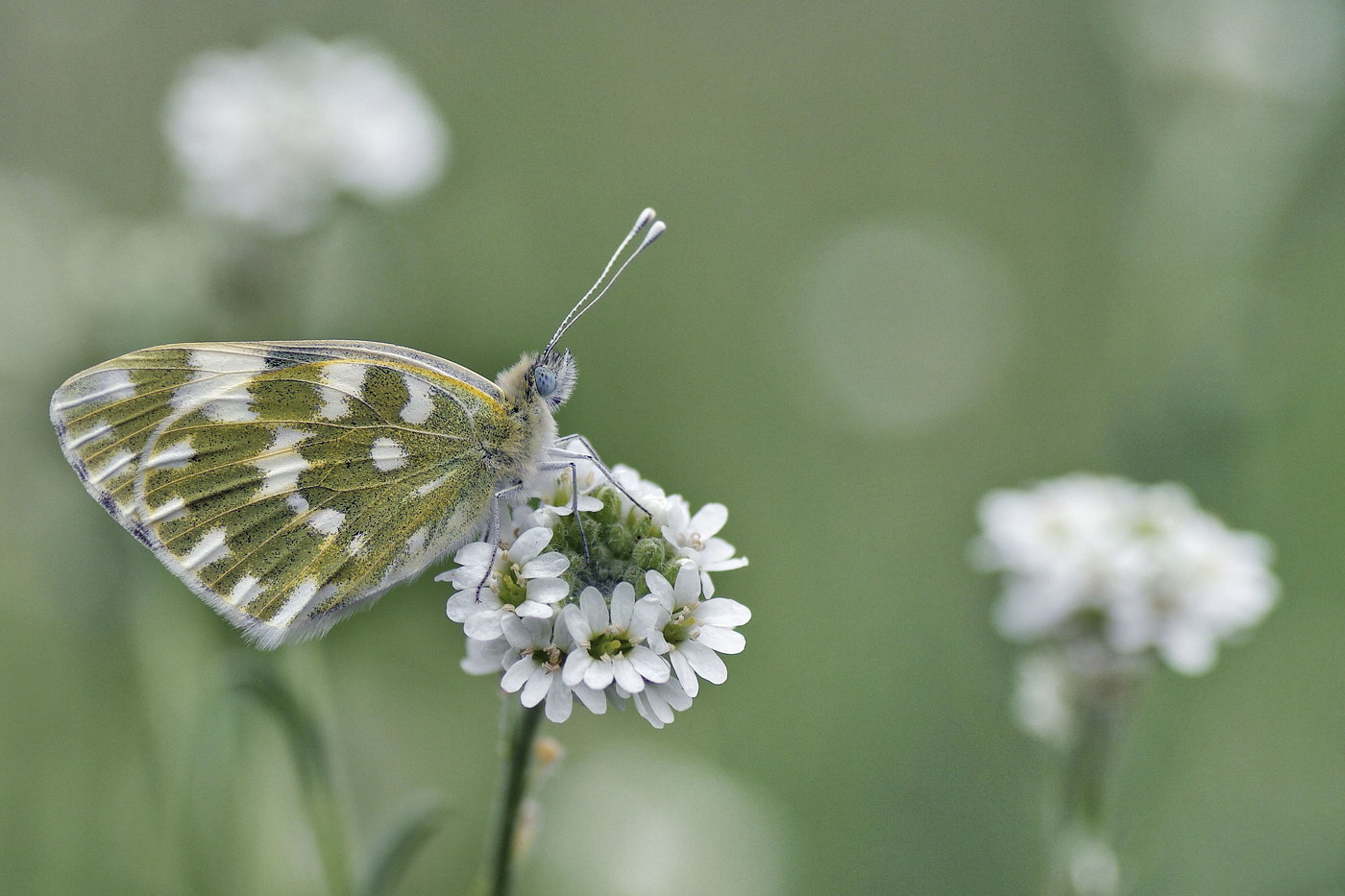 Белянка рапсовая