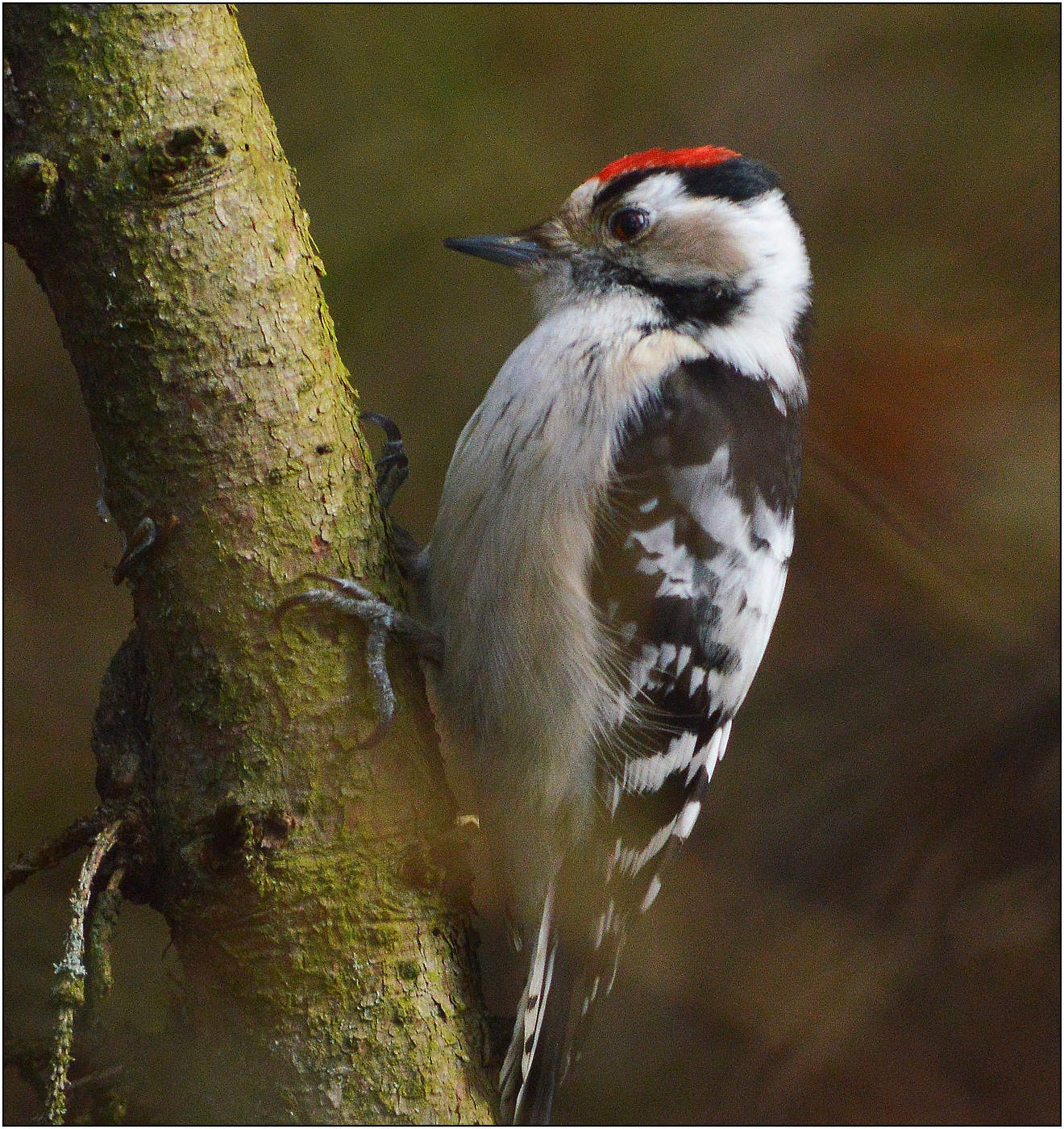 Малый пестрый дятел.