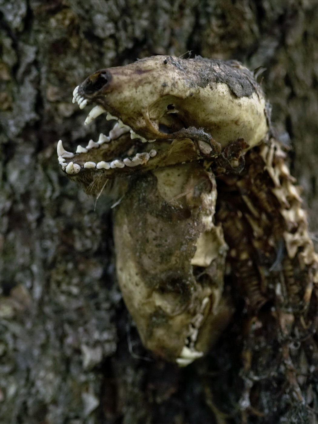 Натурализм