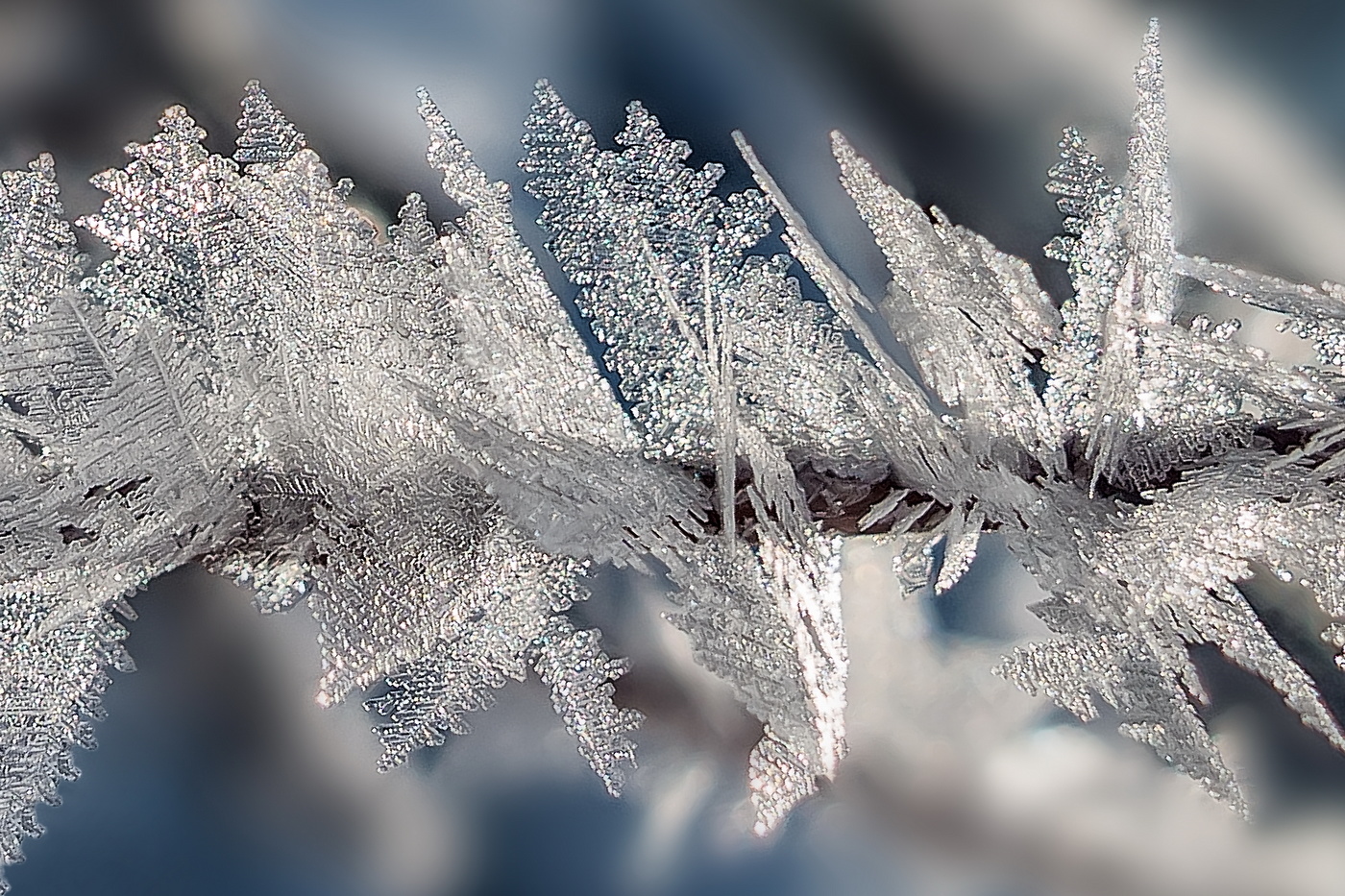 Ветвей хрустальные узоры