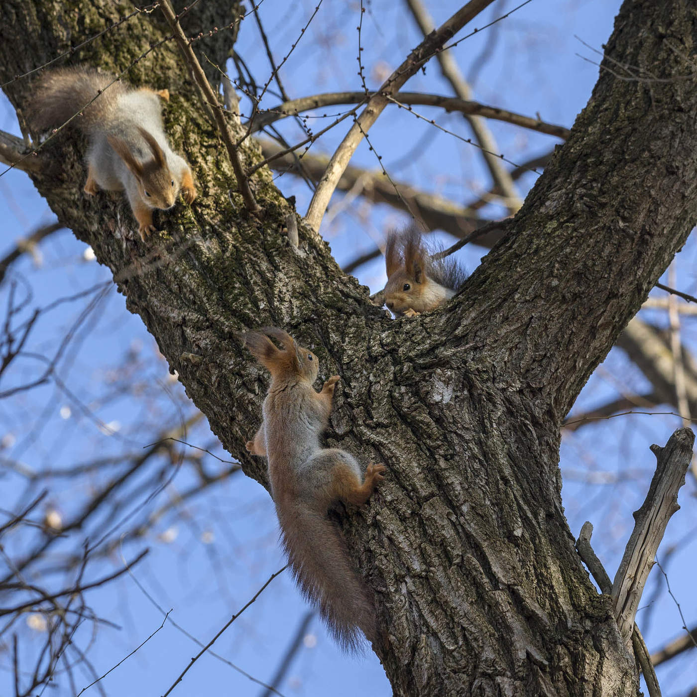 А не сообразить ли нам на троих