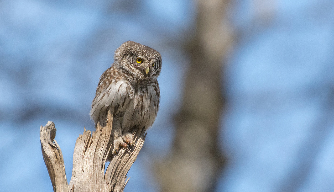 Высоко сижу - далеко гляжу...