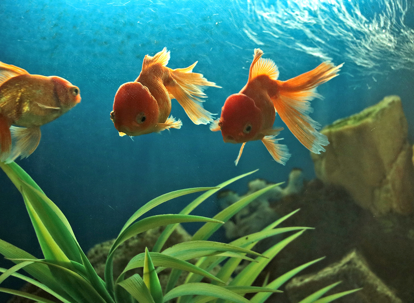 Сообразим на троих?..