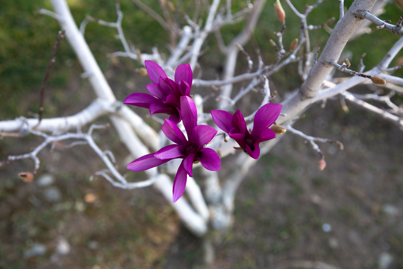 Магнолия цветёт