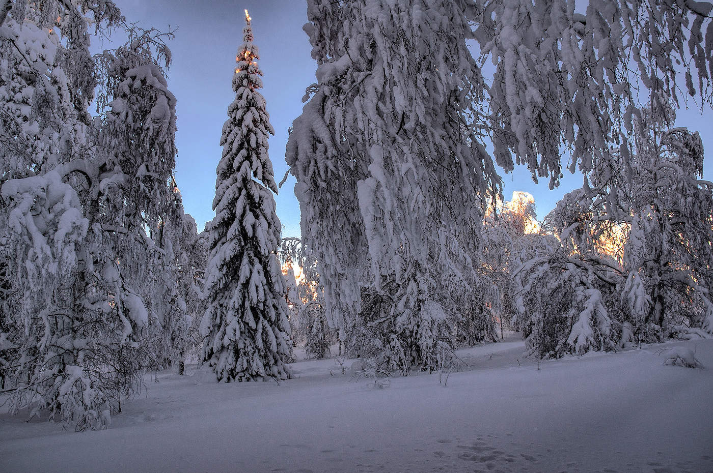 Лесная красавица