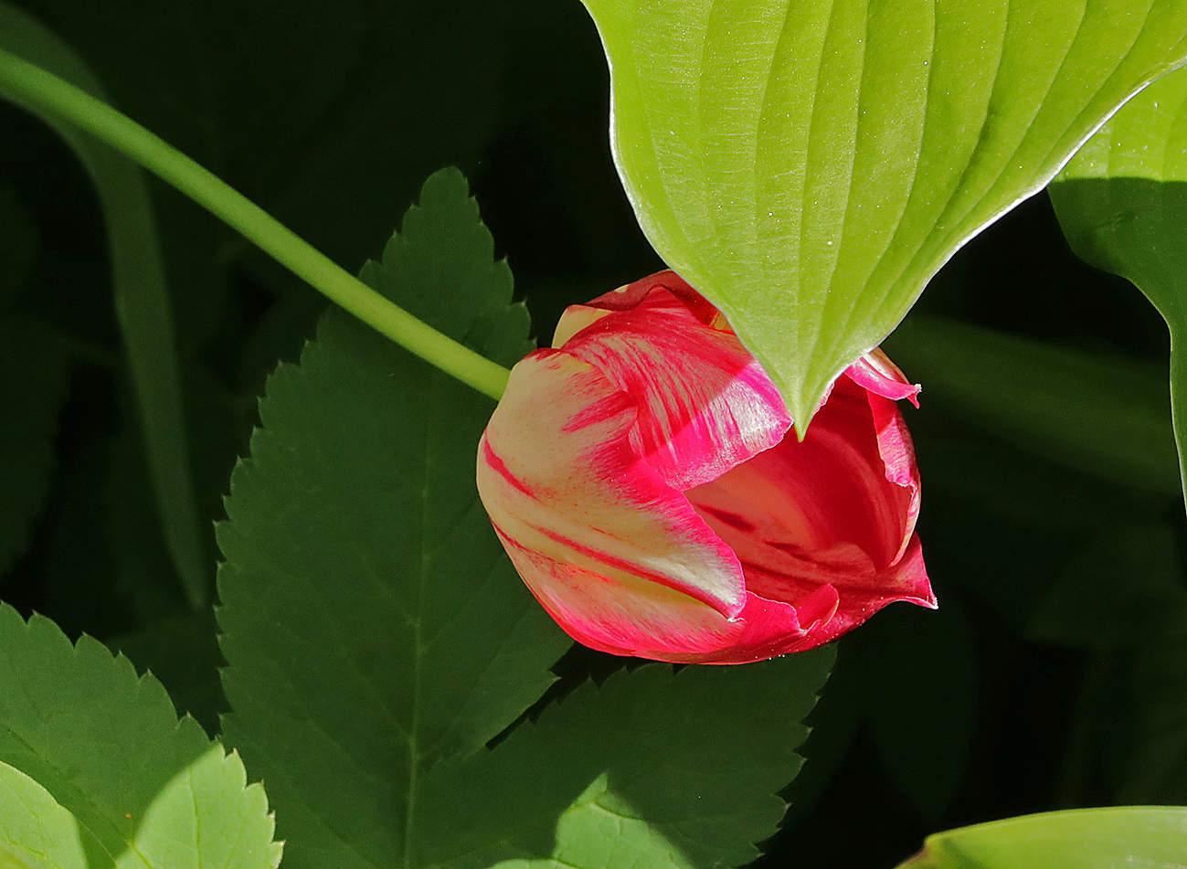 Тюльпанчик