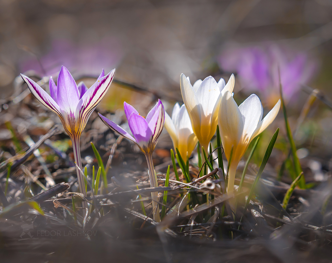 Крокусы в степи