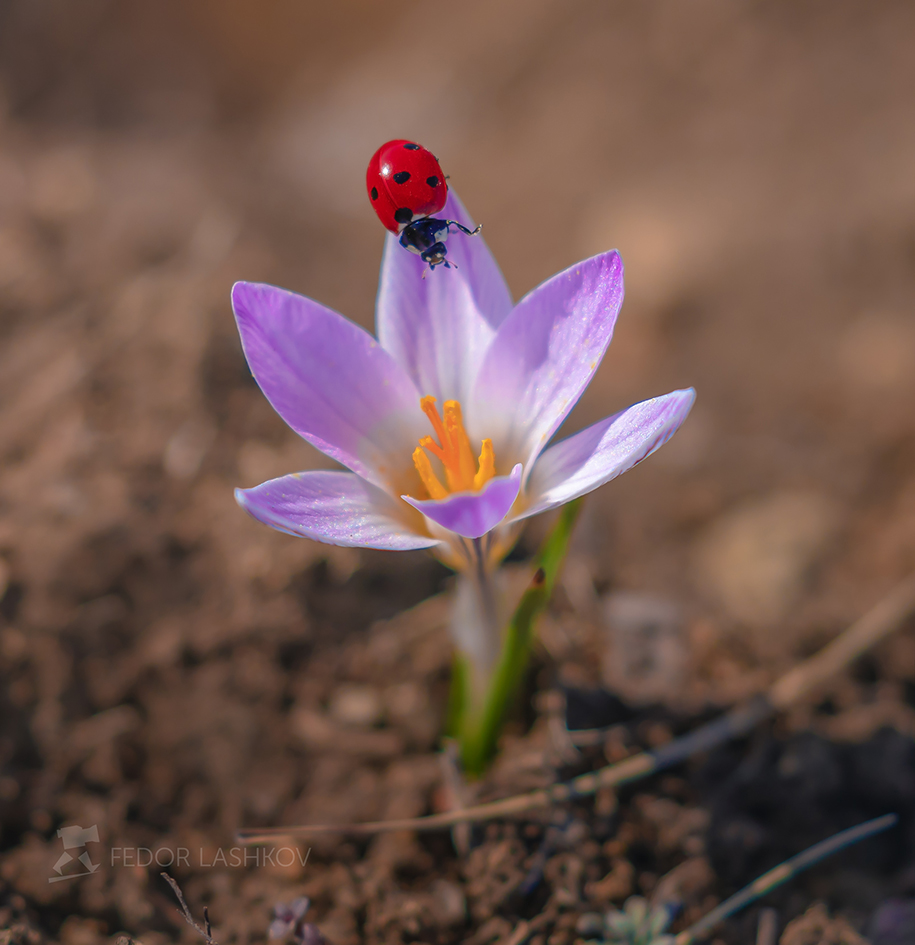 Из серии "Весна на Ставрополье"