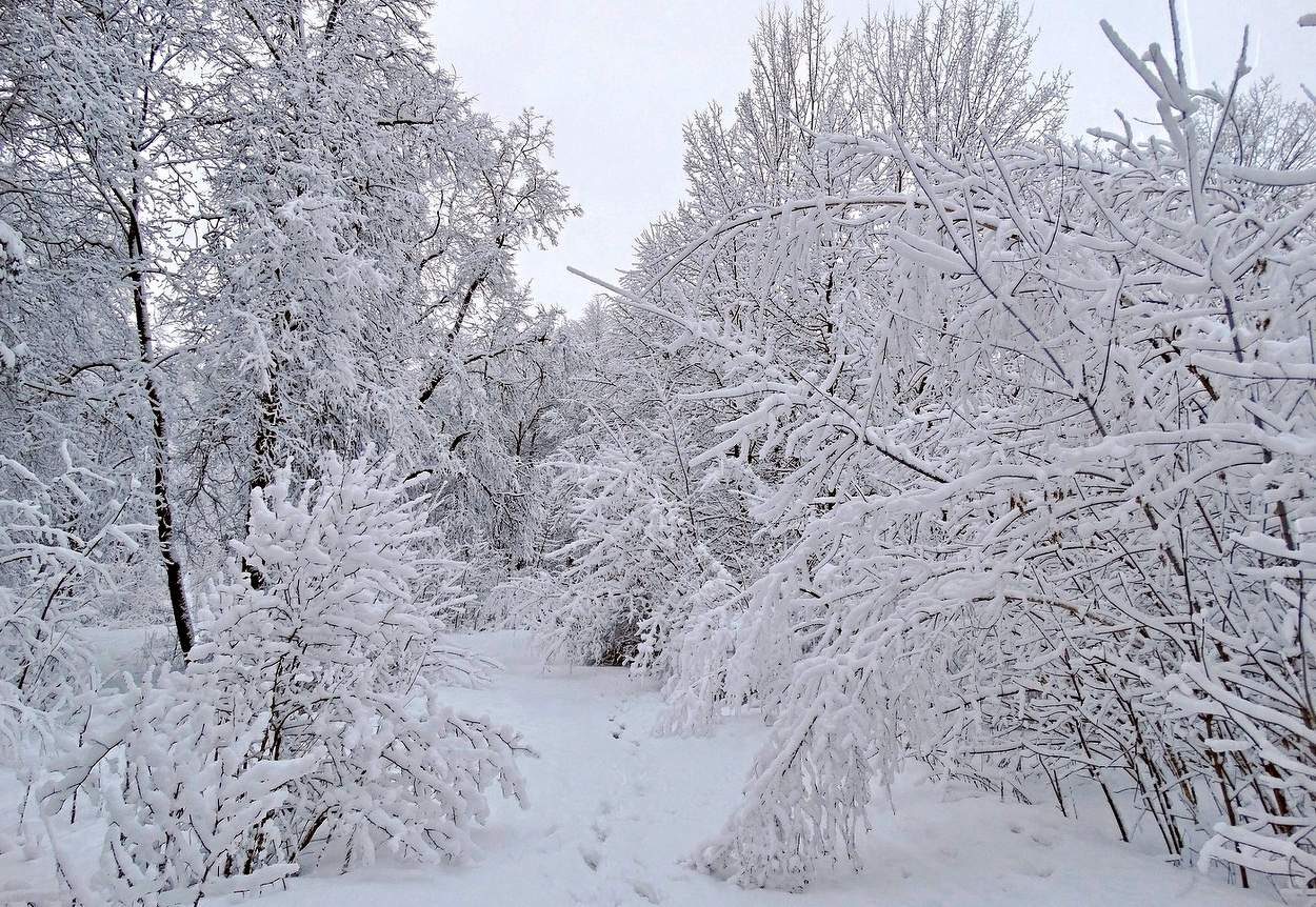 Утром по заснеженным звериным тропам