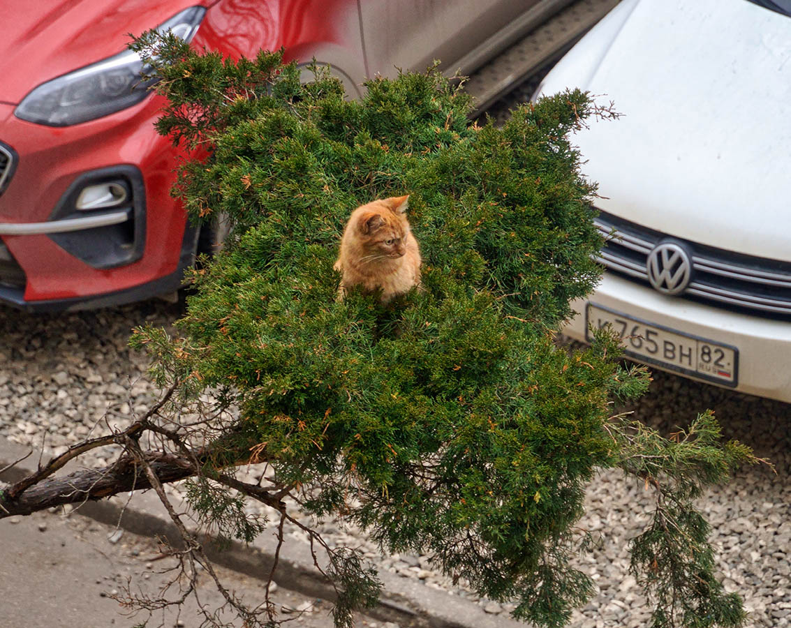 Ну, КАР!! А что??