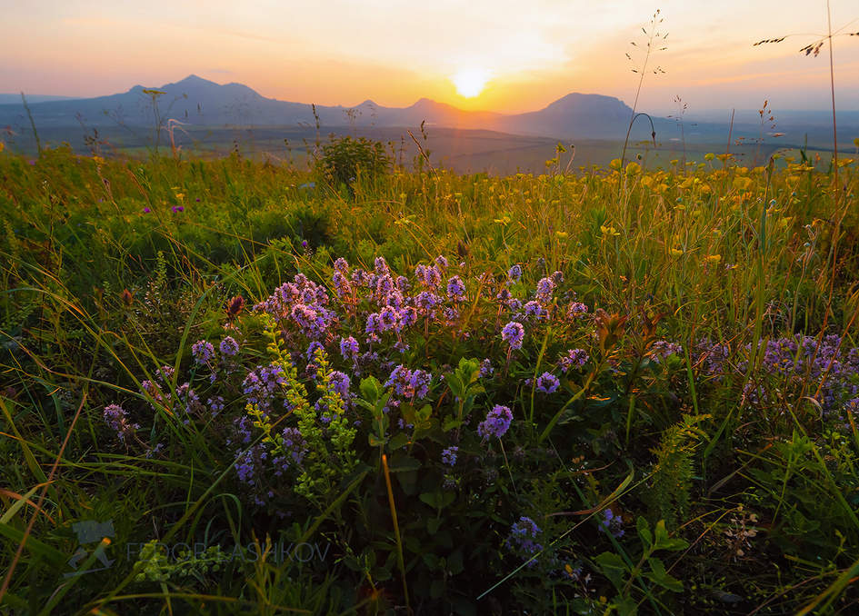 Цветущий чабрец