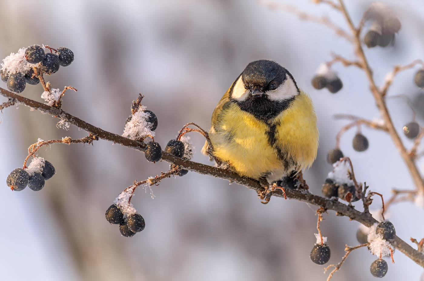 синичка на зимней ягоде..