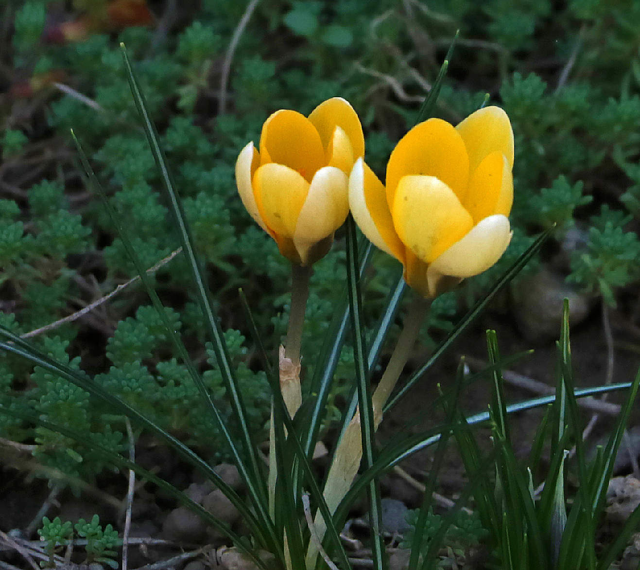 С первым днём весны!
