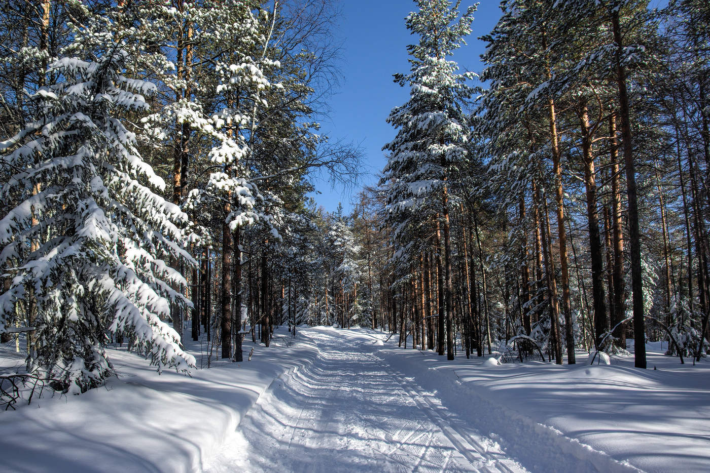 Лыжня зовет