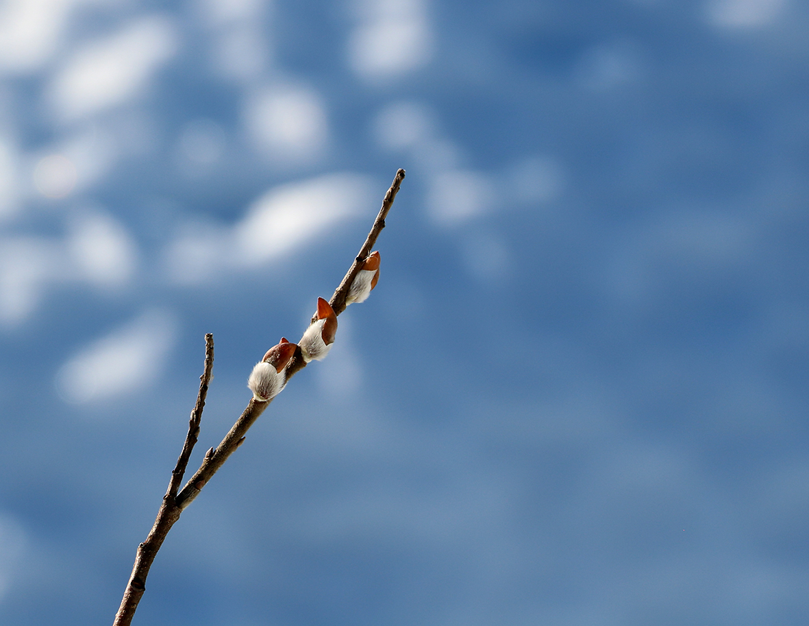 Вот и снова весна...