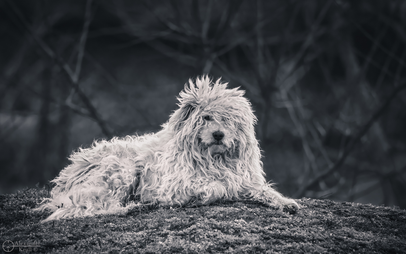 Блондин с кучеряшками