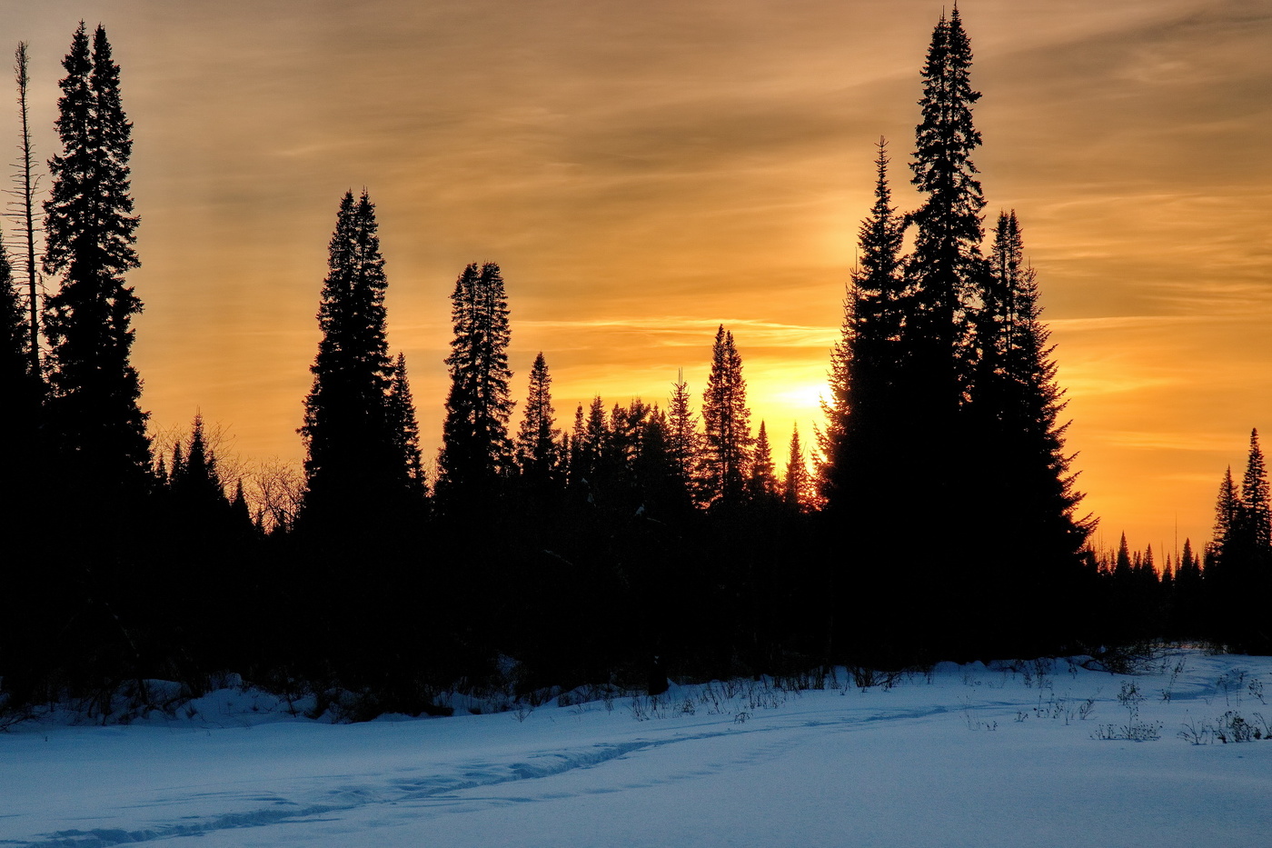 *Закат в лесу.**