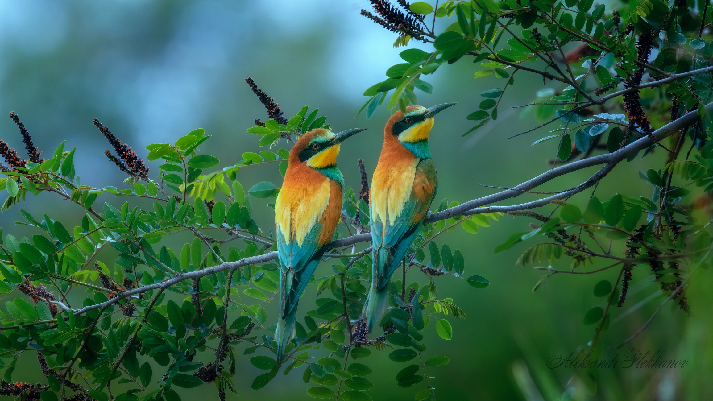 Пара золотистых щурок