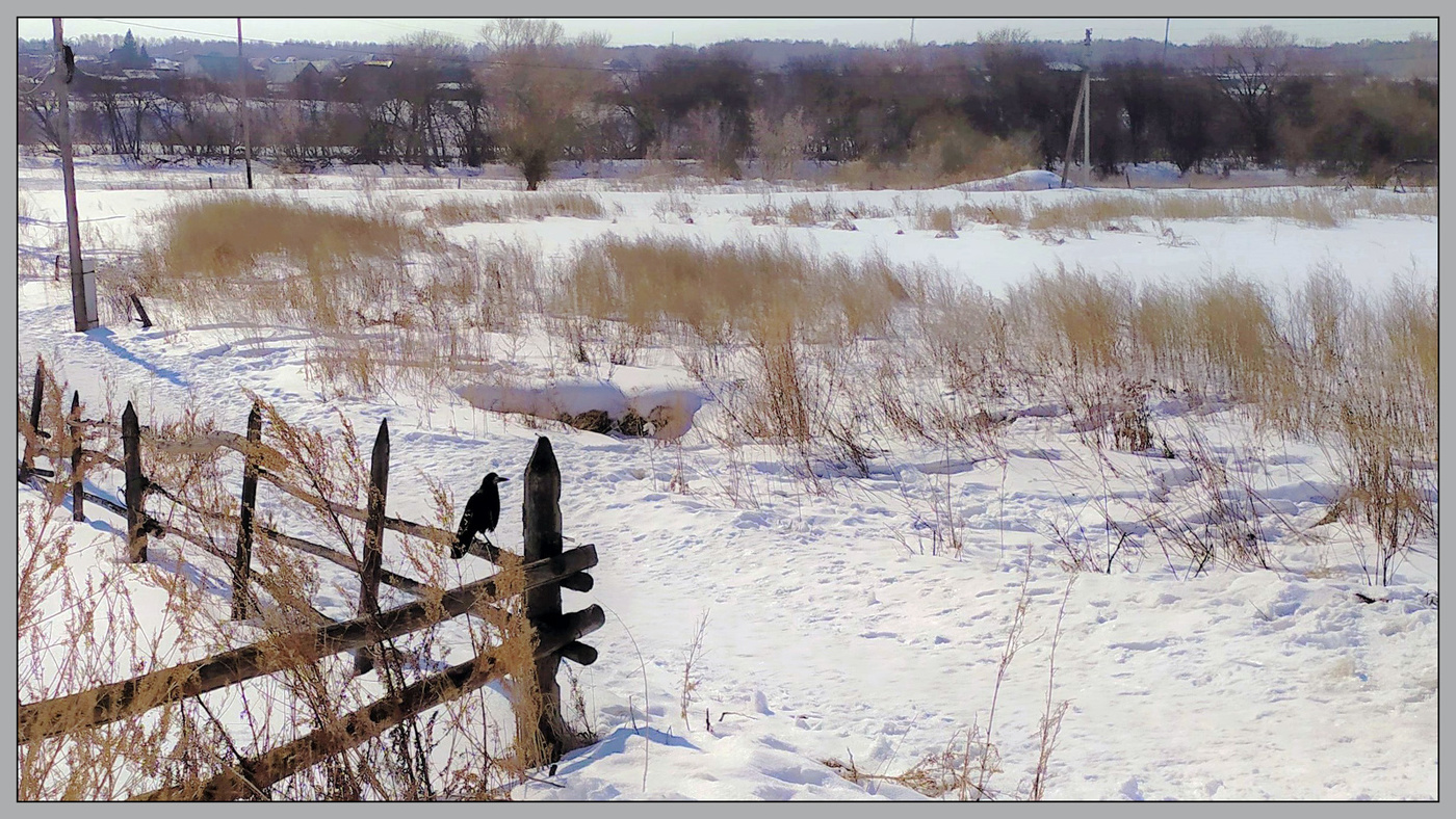 Первый грач