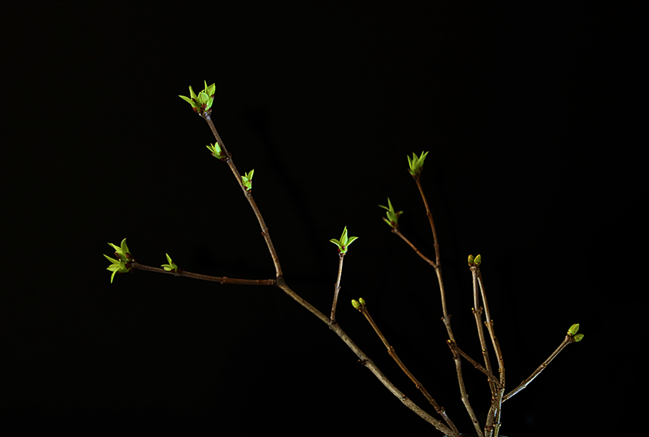 Весна в отдельно взятой квартире