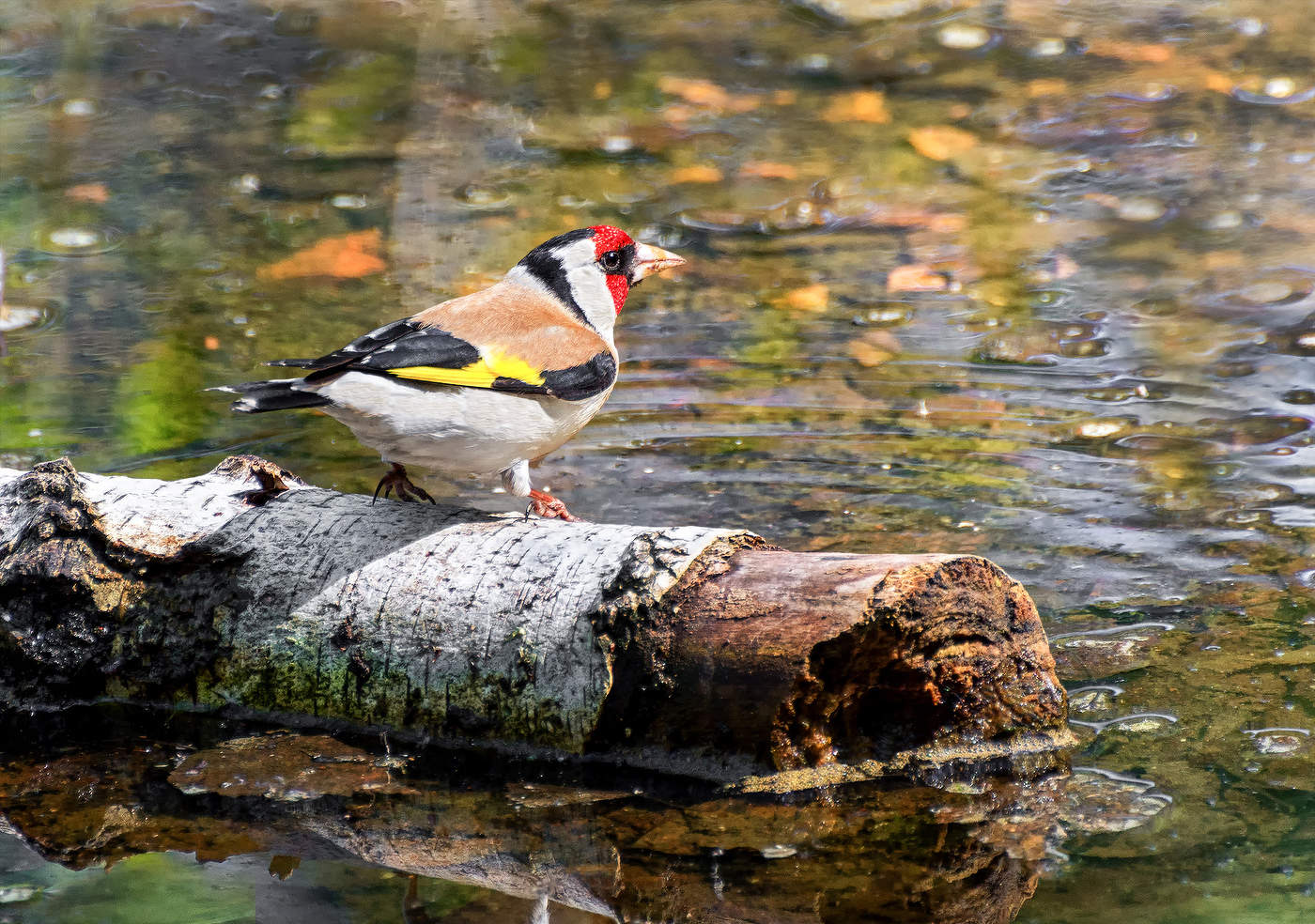 щегол на водопое