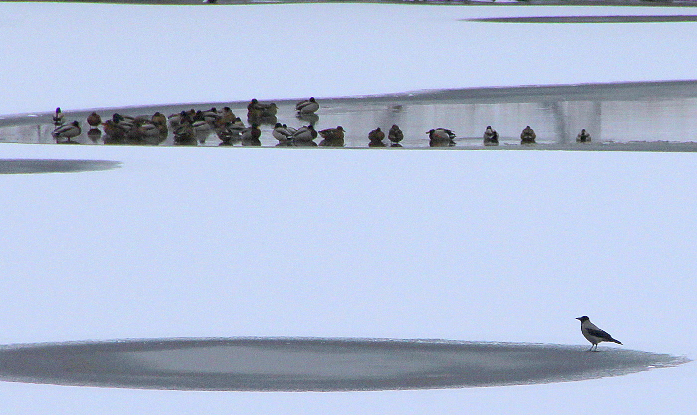 Птицы зимой!