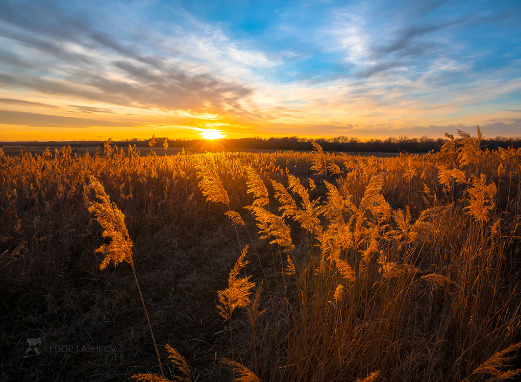 Золотой тростник