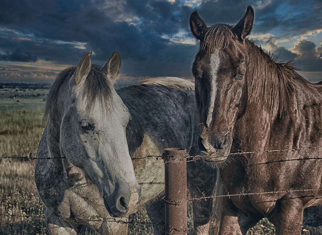 Два первых коня...