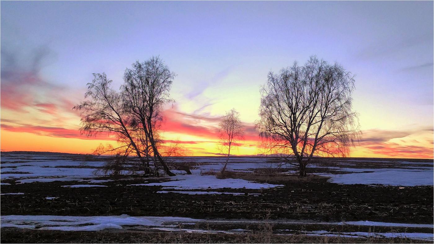 Весна. Семья берёзок полевых