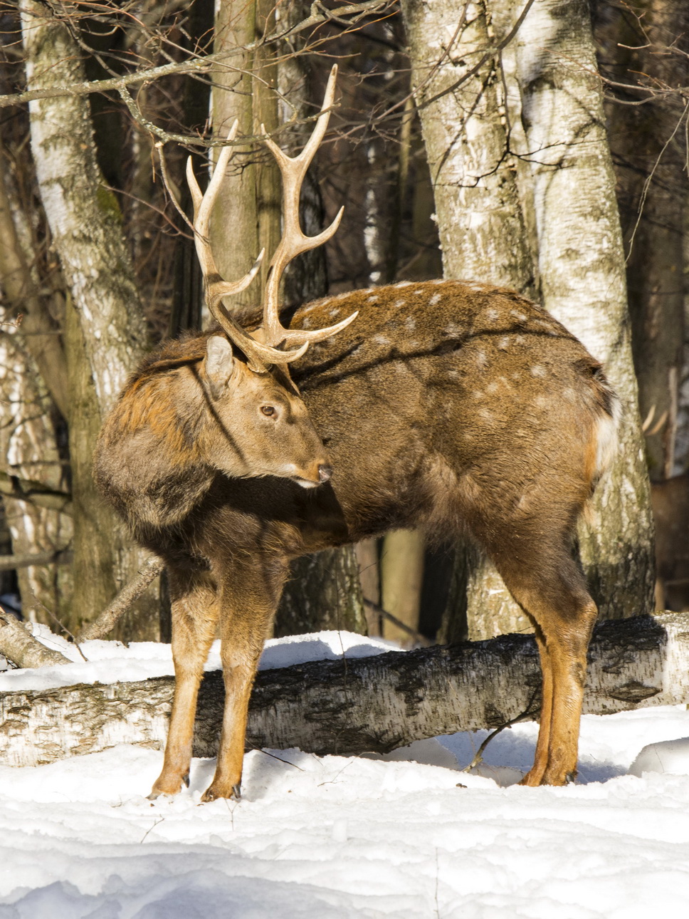 Пятнистый олень