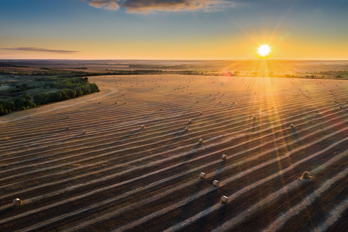 Июльское утро