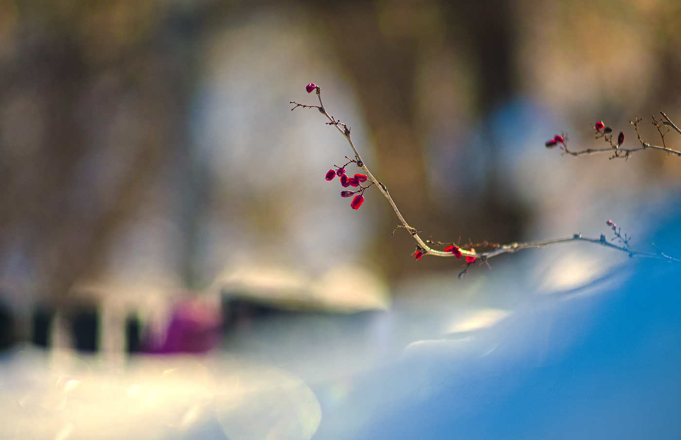 На встречу весне