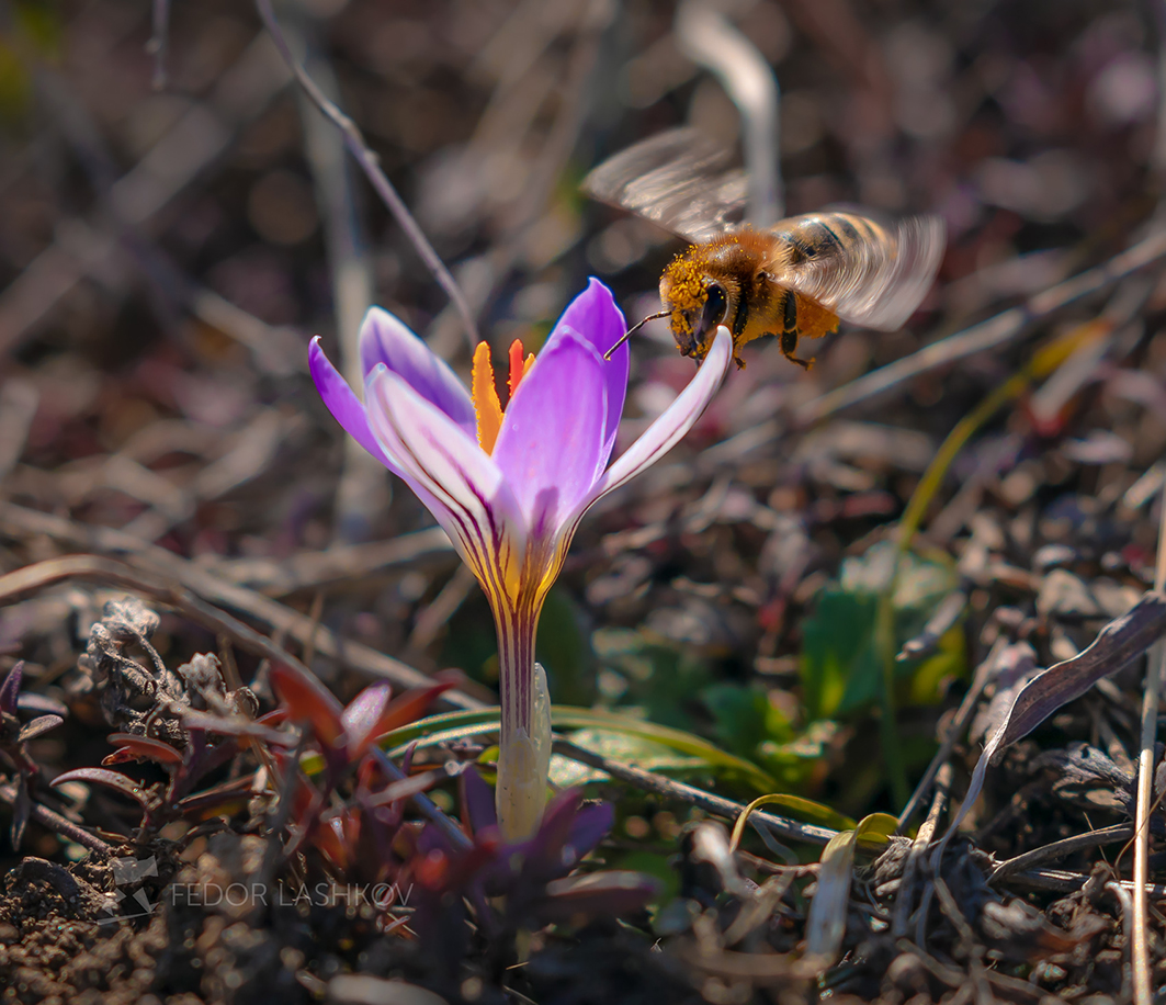 Пчела за работой
