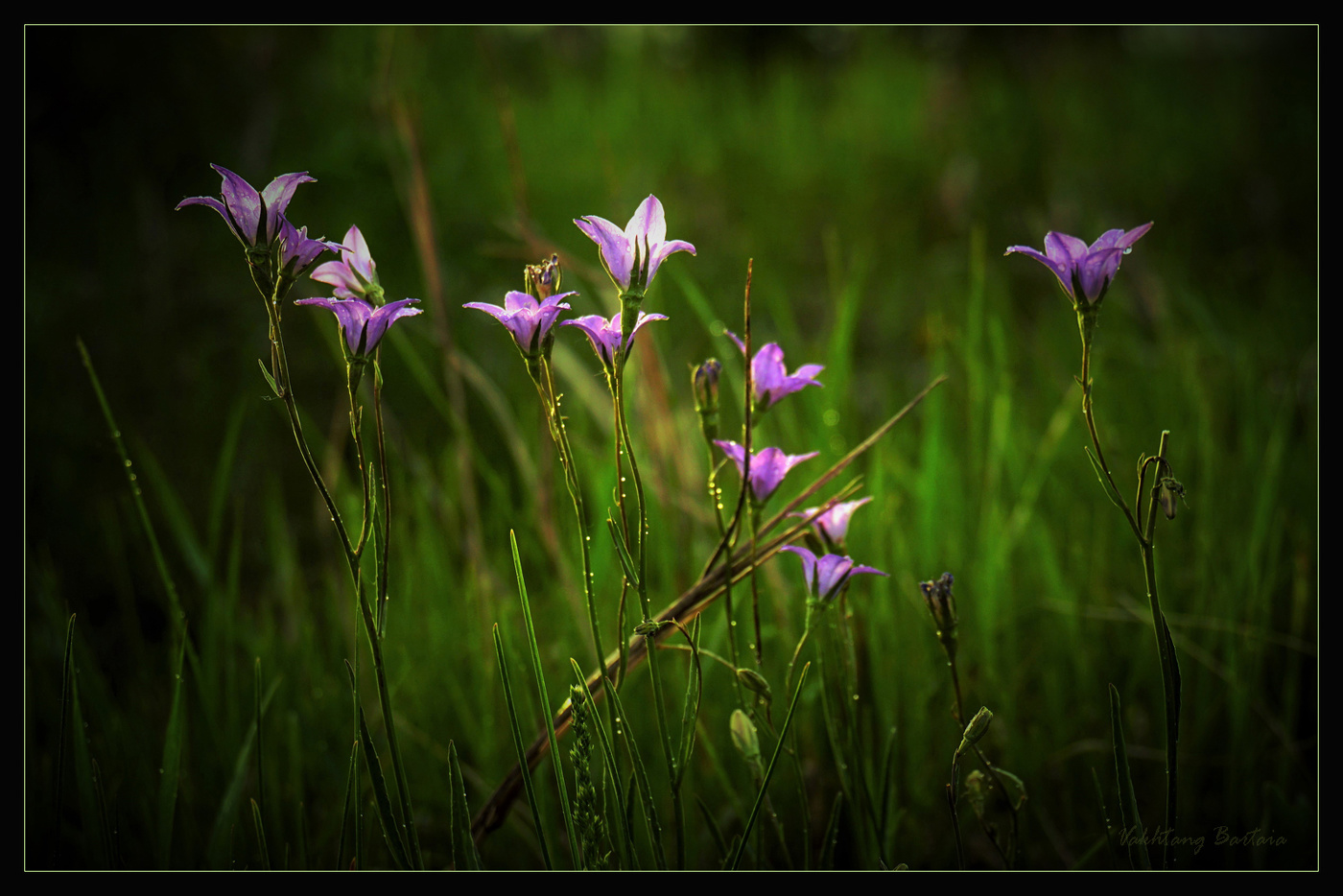 Колокольчики