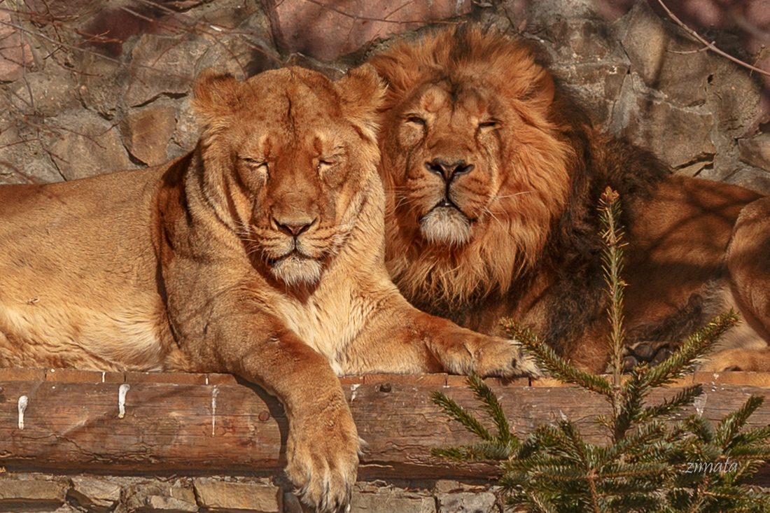 весенний портрет в интерьере