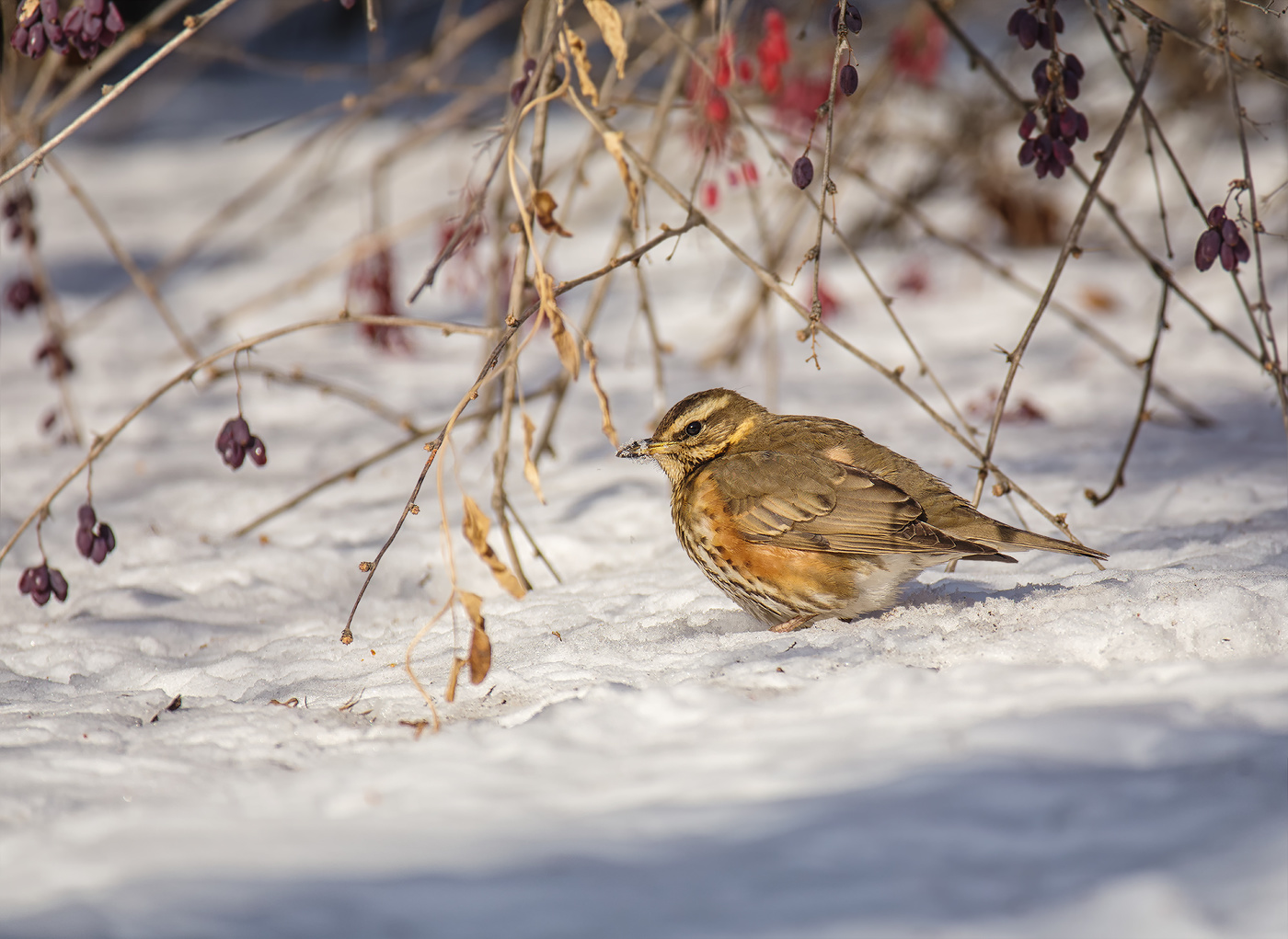дрозд - белобровик