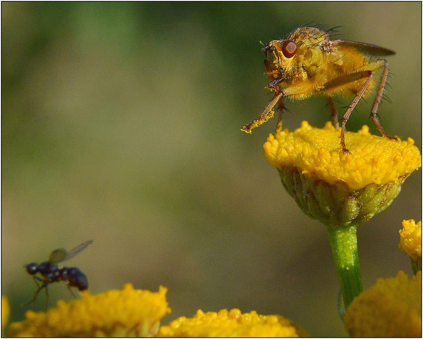 Вт она: удача.