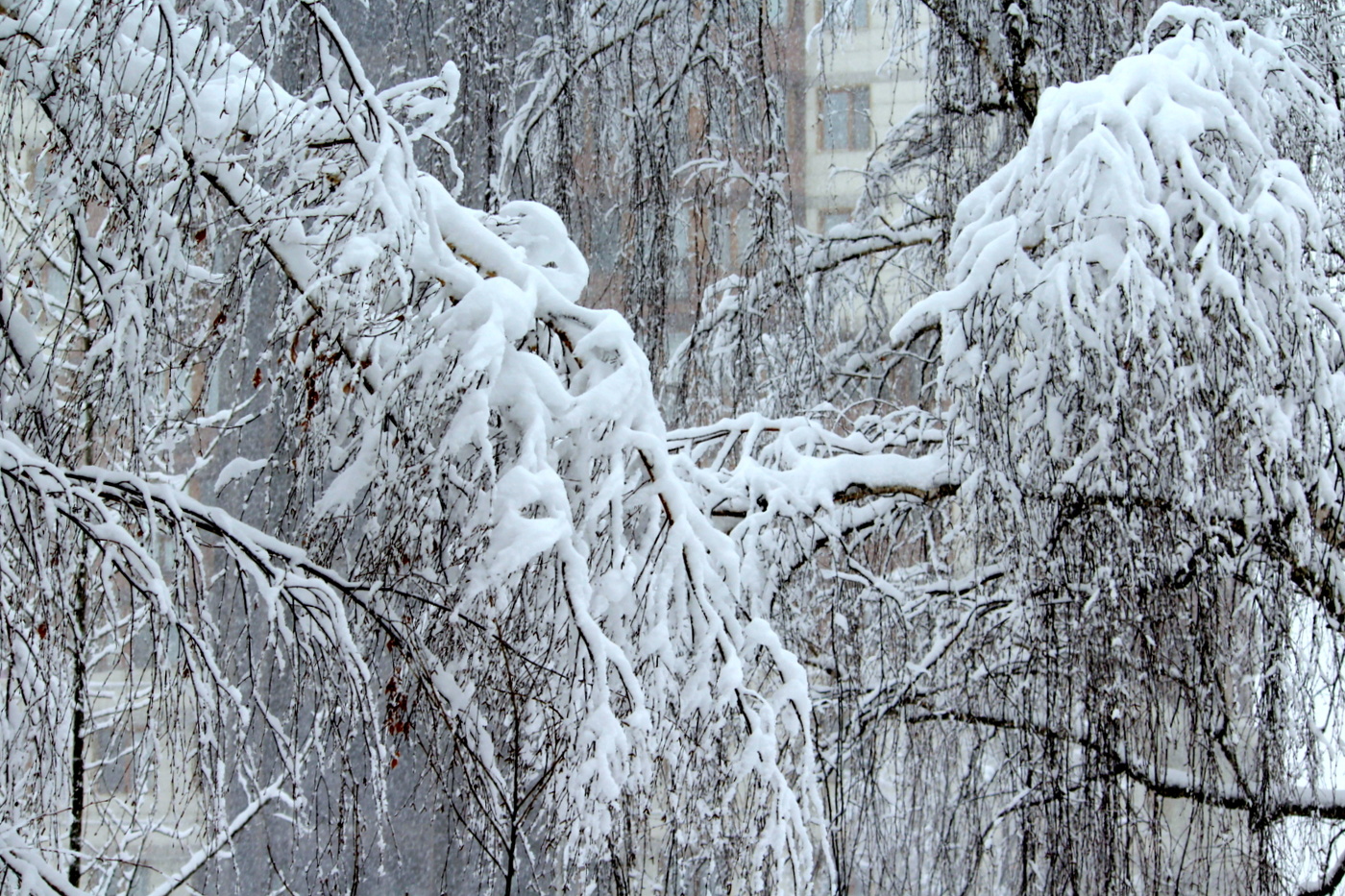 Царство зимы!