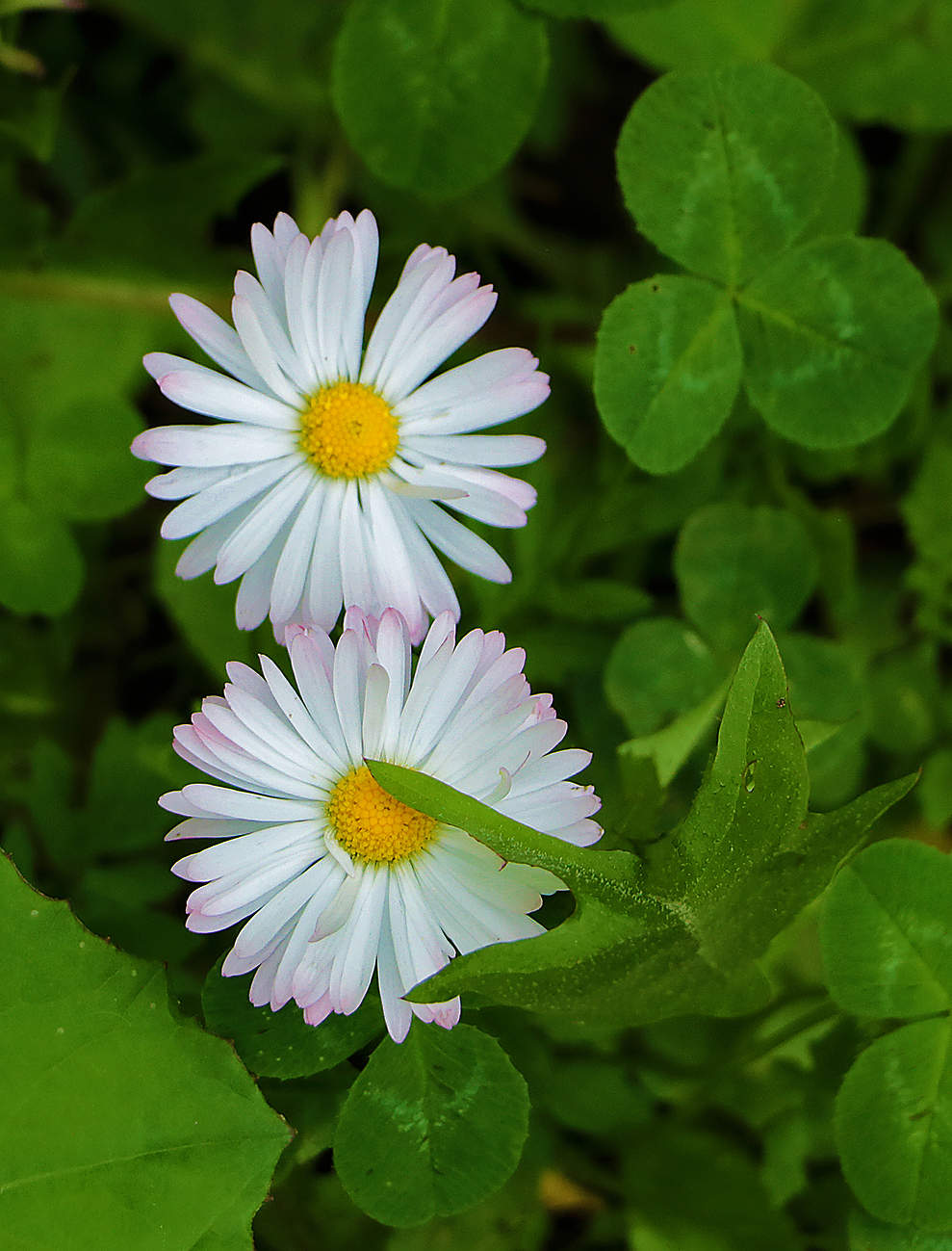 С женским днем - 8 марта!