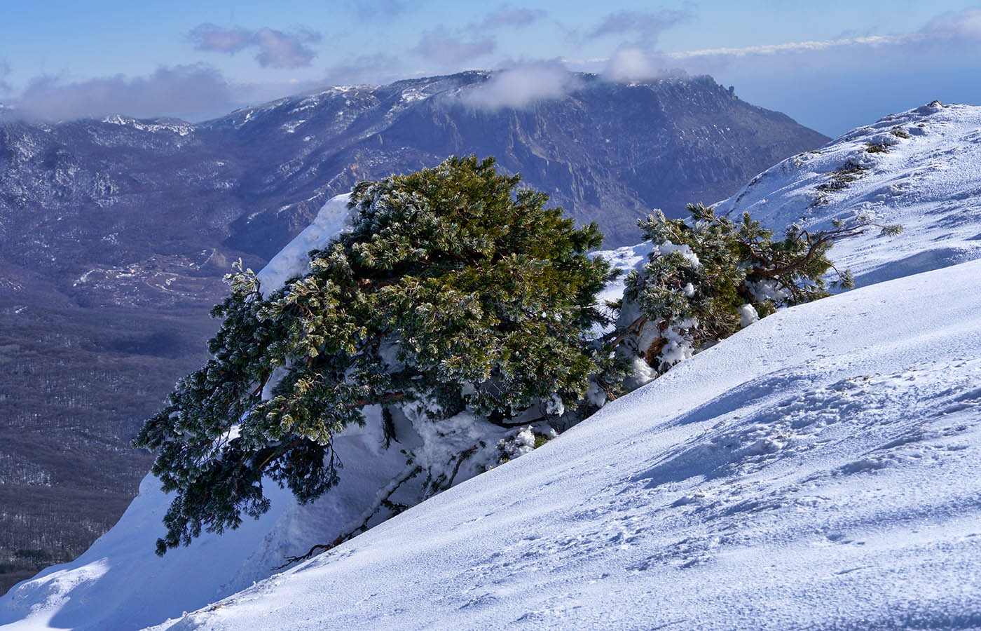 Крымская сосна