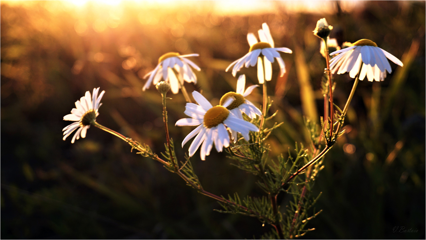 Ромашки полевые