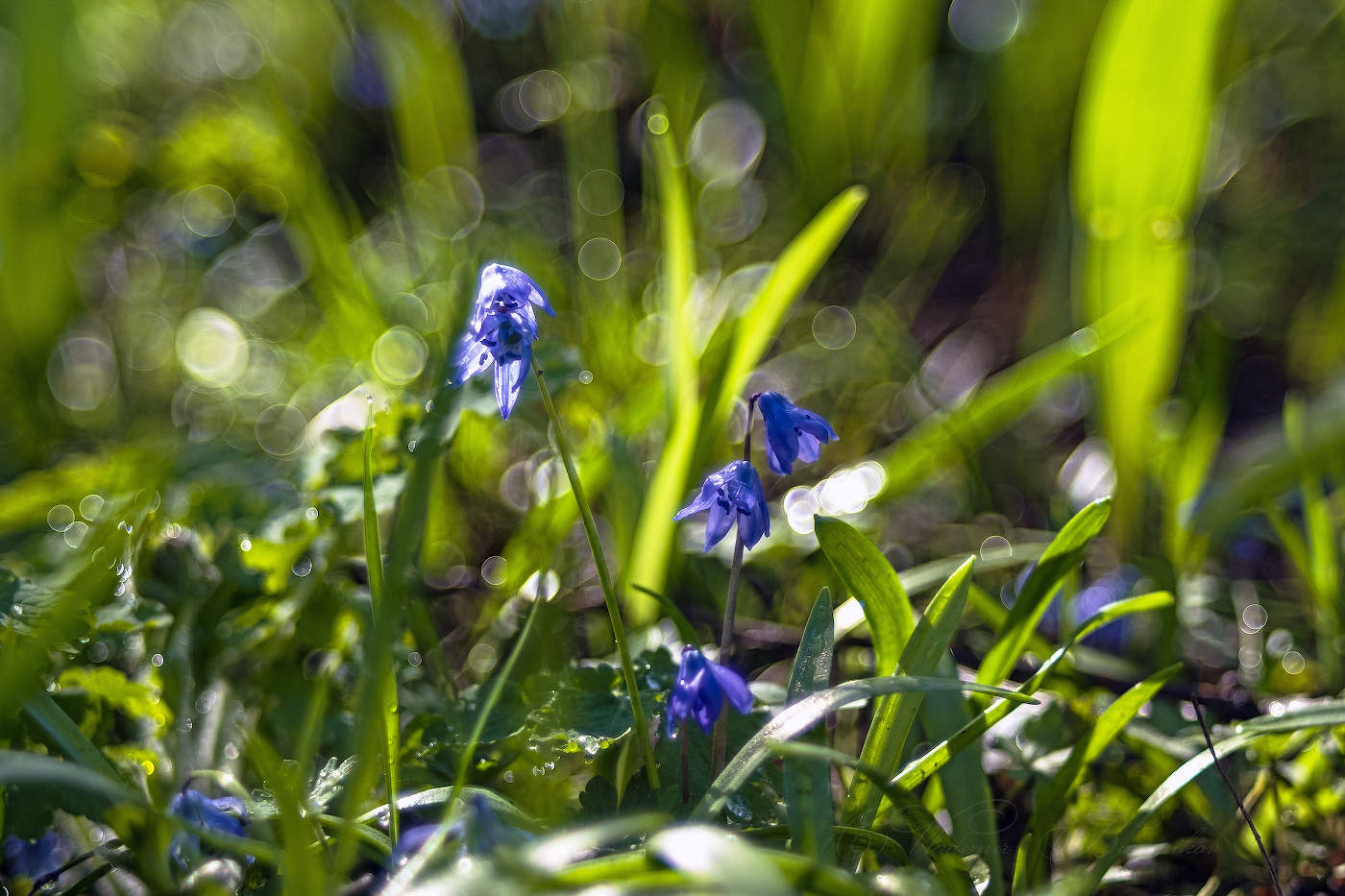 С Праздником весны дорогие женщины ФЦ!