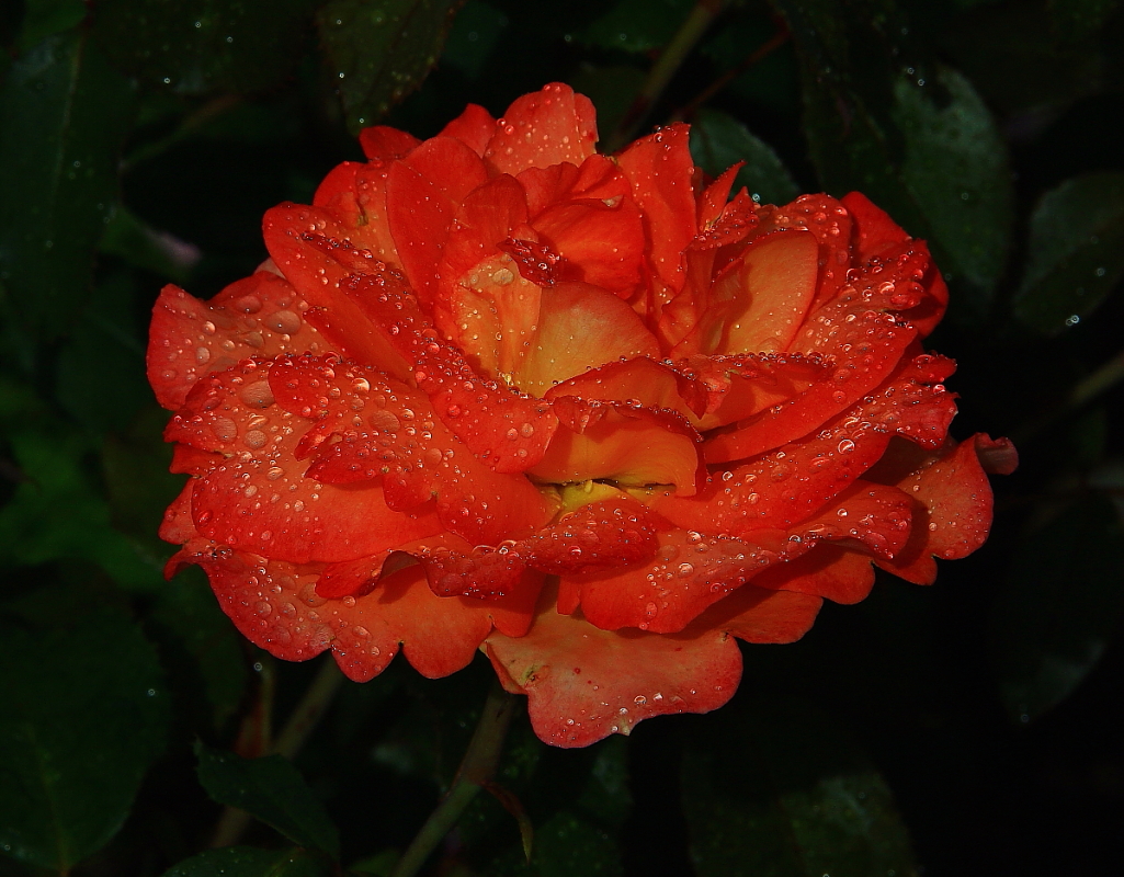 Для милых Дам !!!